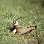 Alternatieve wandelroutes in broedseizoen weidevogels